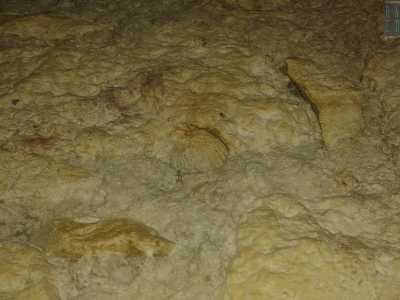 Un paio di scale conducono al primo livello: su una parete in tufo notiamo una conchiglia, inglobata l� nella roccia da chiss� quanti millenni